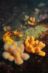 Smalldiver04