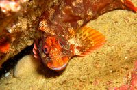 Smalldiver08