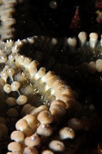 Smalldiver09