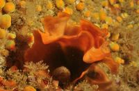 Smalldiver10