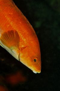 Smalldiver11