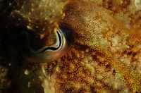 Smalldiver13