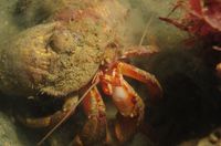 Smalldiver14
