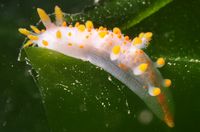 Smalldiver24