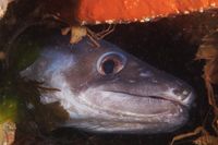 Smalldiver33
